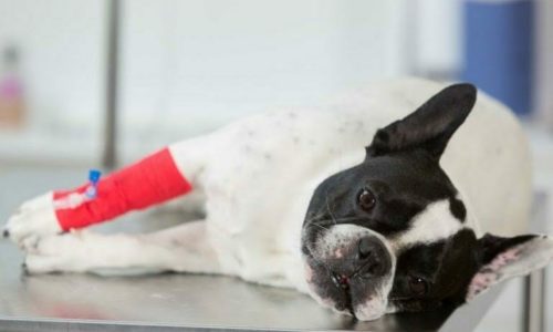 Sad dog lying down with a bandaged arm