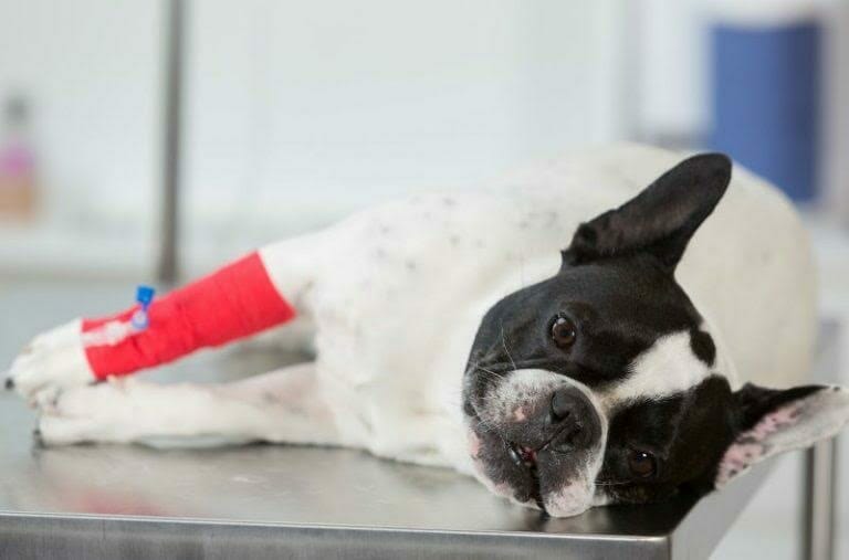 Sad dog lying down with a bandaged arm