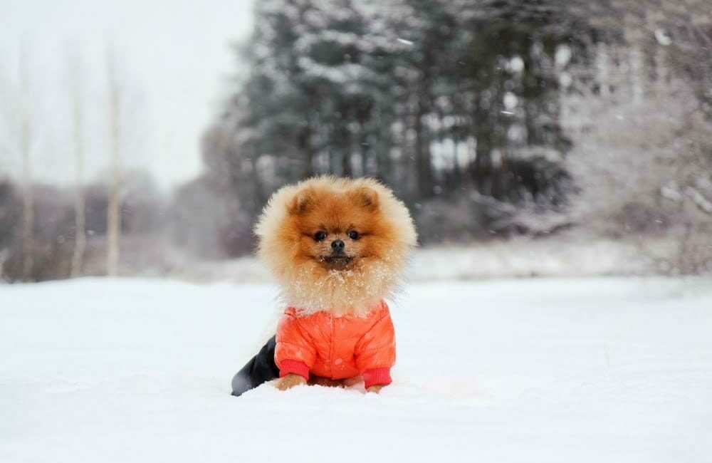 Dog wearing a jacket and sitting in the snow