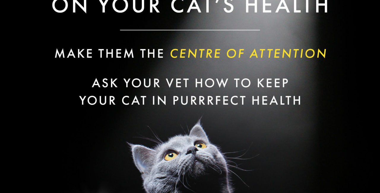 Shine a spotlight on your cat's health banner