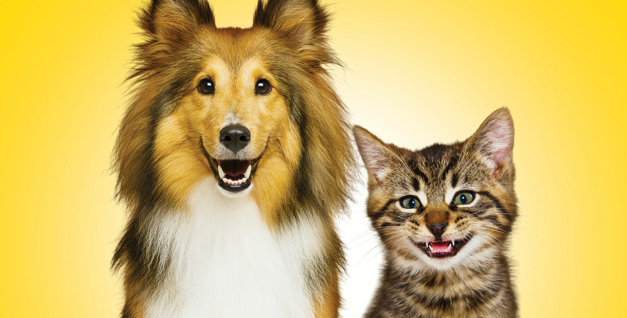 A better life starts with a healthier smile banner with smiling dog and cat