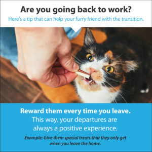 Going back to work reward tip and explanation