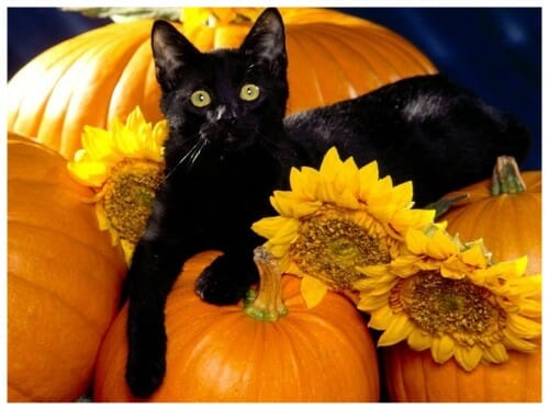 Black cat laying on orange pumpkins