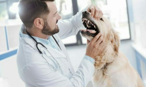 Veterinarian opening the mouth of a dog