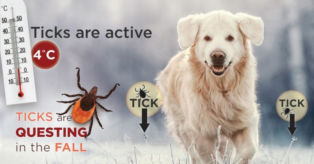 Dog running in the snow with tick warning