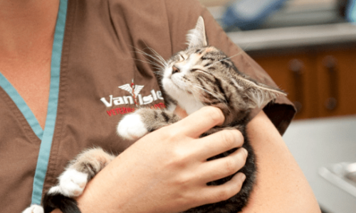 Van Isle Veterinary Hospital staff member holding a smiling cat