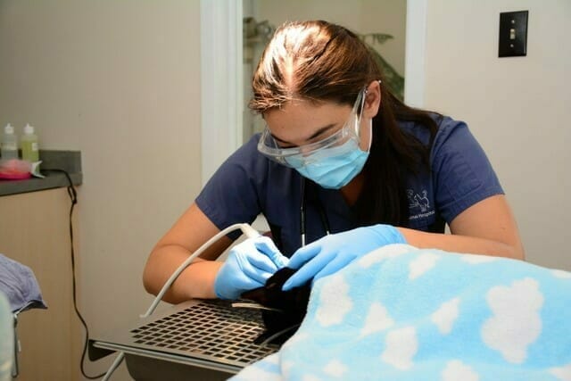 Annex animal hospital vet tech doing a dental cleaning