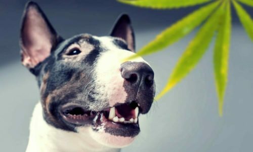 Bull terrier with marijuana leaf