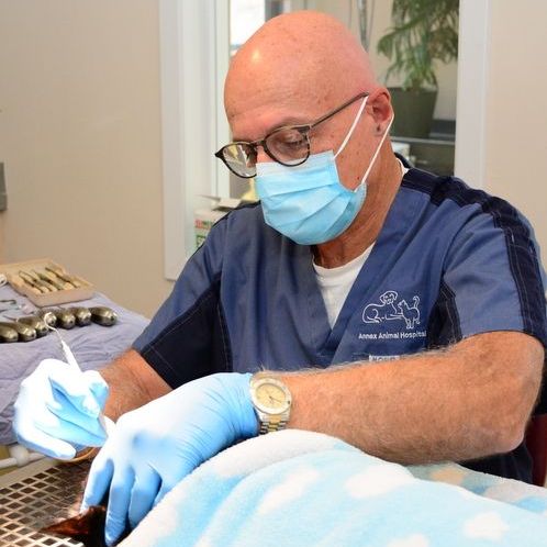 Dental procedure by an Annex Animal Hospital staff member