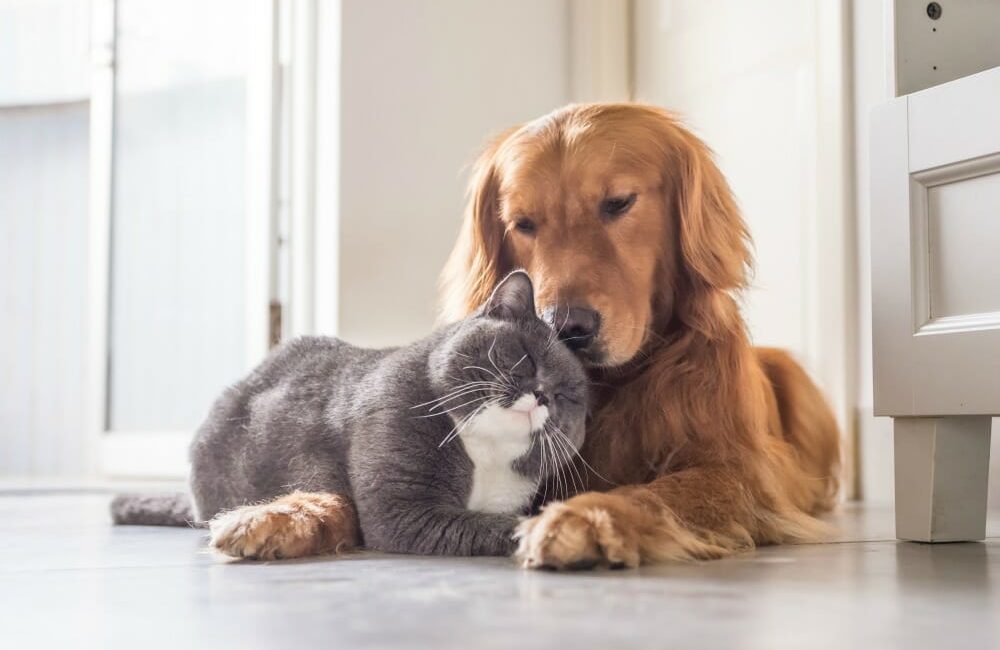 Cat and dog lying down and snuggling up to each other