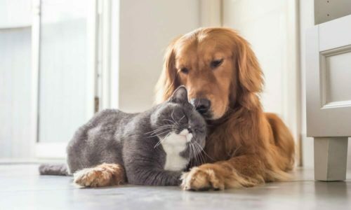 Cat and dog lying down and snuggling up to each other