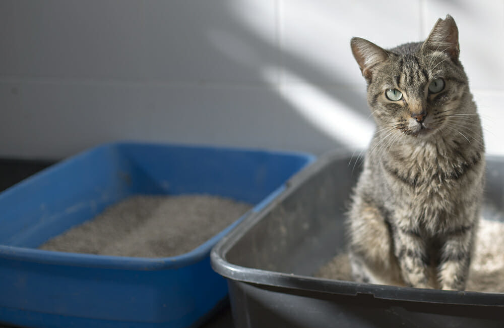 Cat sitting in a litter box