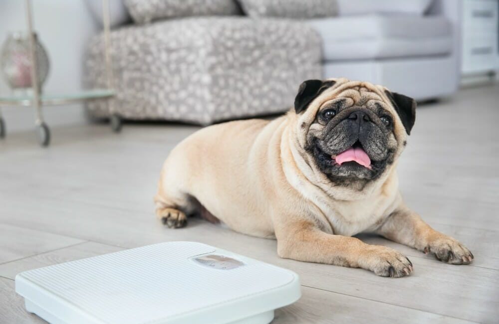 Pug lying beside a weighing scale