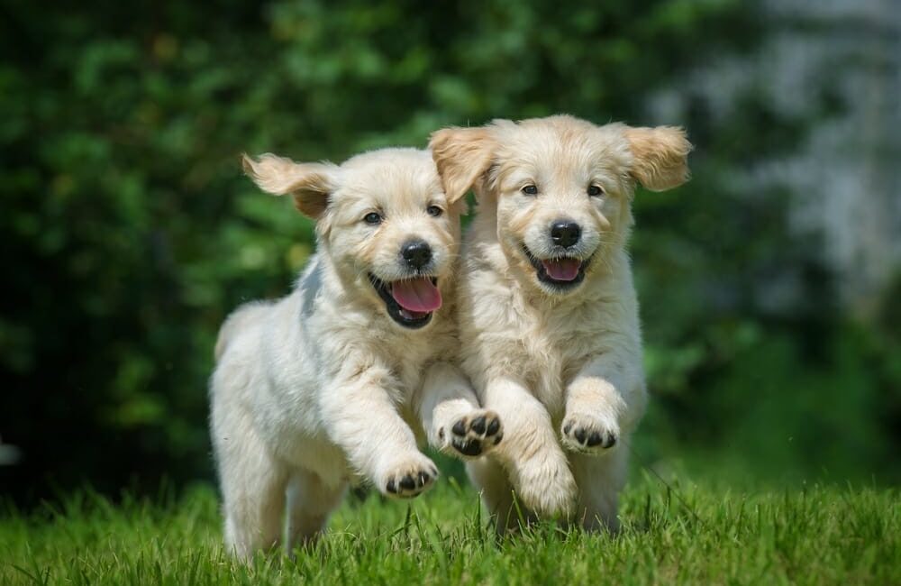 Two happy puppies running in grass