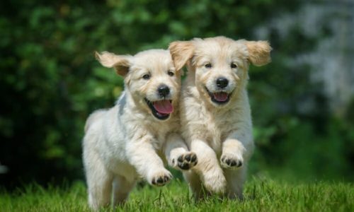 Two happy puppies running in grass
