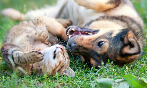 Cat and dog lying in grass