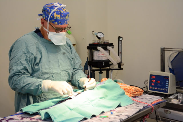Dr. Caplan doing a surgical procedure for a pet