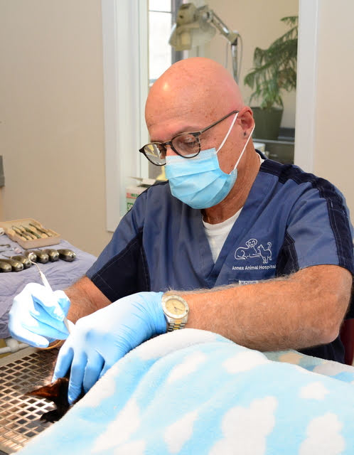Dr. Caplan doing a dental procedure for a pet